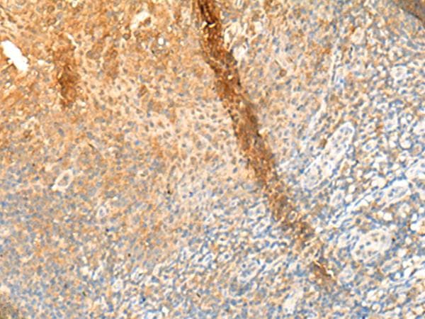 GPR162 Antibody