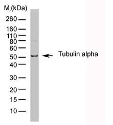 IHC-plus™ Alpha Tubulin Antibody (C-Terminus, clone YL1/2)