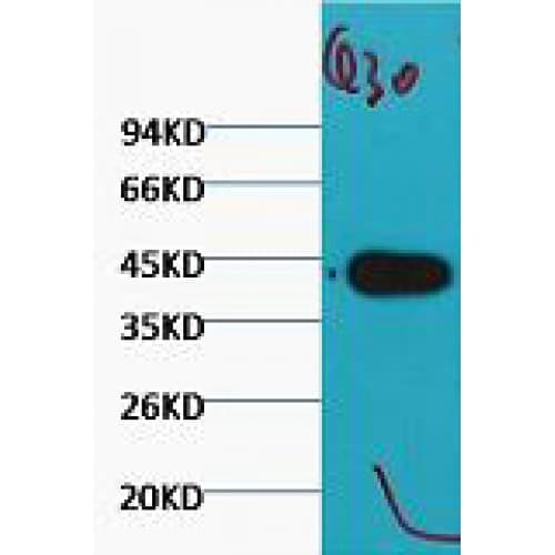 Actin Antibody (clone Q30)