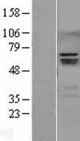 CBFA1 / RUNX2 Protein (Over-Expression Lysate Myc-DDK (Flag))