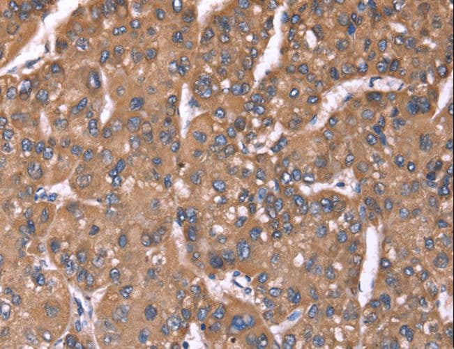 HRG Antibody