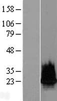 HIST2H2BF Protein (Over-Expression Lysate Myc-DDK (Flag))