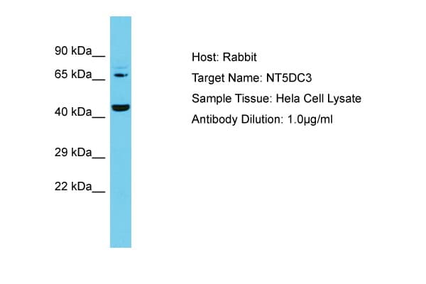 NT5DC3 Antibody (aa30-79)