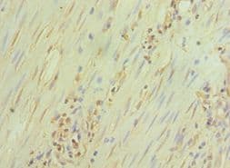 GATA3 Antibody (aa1-260)