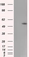 CYP1A2 Antibody (clone OTI1E12)
