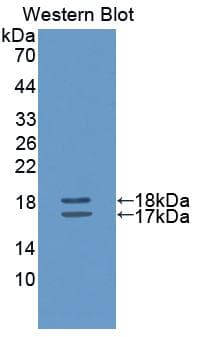 IL2 Antibody (aa21-155, Cy3)