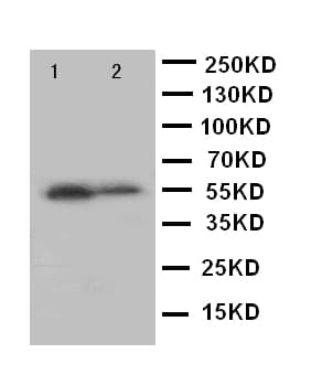 KLF5 / BTEB2 Antibody (aa109-126)