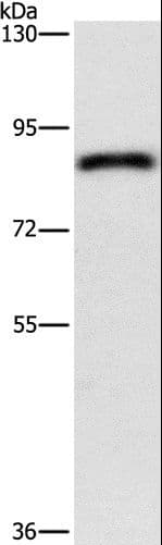 APH / APEH Antibody