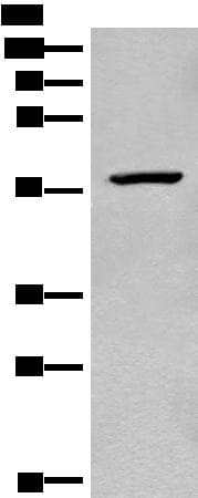CDADC1 Antibody