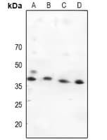 MAP2K4 / MKK4 Antibody