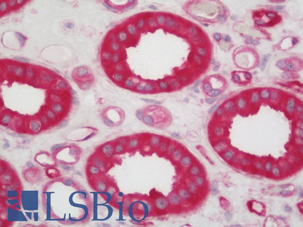 IHC-plus™ CDKN3 / KAP Antibody (clone 2E11)