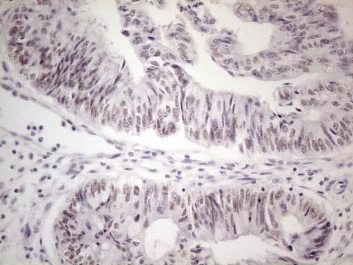 MALT1 Antibody (clone OTI3A2)