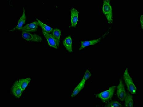 Interferon lambda-4 Antibody