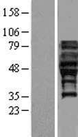 FAM113A Protein (Over-Expression Lysate Myc-DDK (Flag))