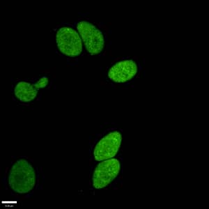 HIST1H3A Antibody