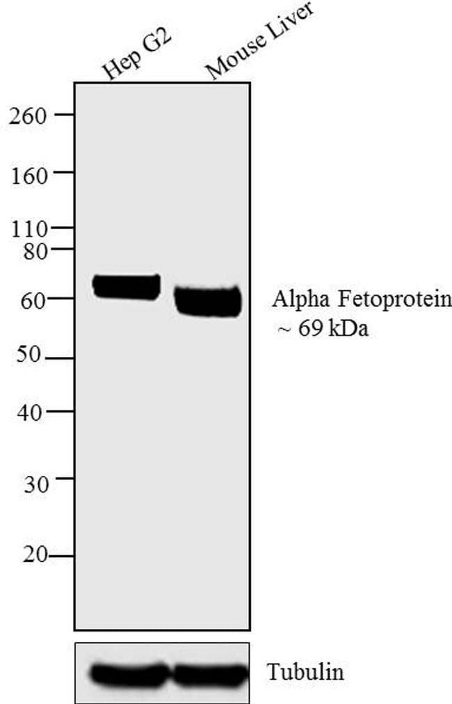 Monoclonal Mouse anti-Human Alpha-Fetoprotein Antibody (clone F1-6P2A8-P2B9A9, IF, WB)