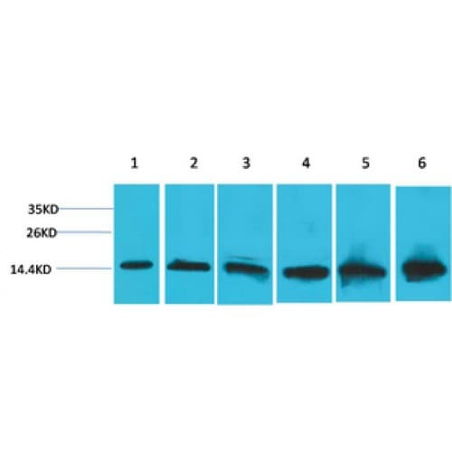 CYCS / Cytochrome c Antibody (clone 4B10)