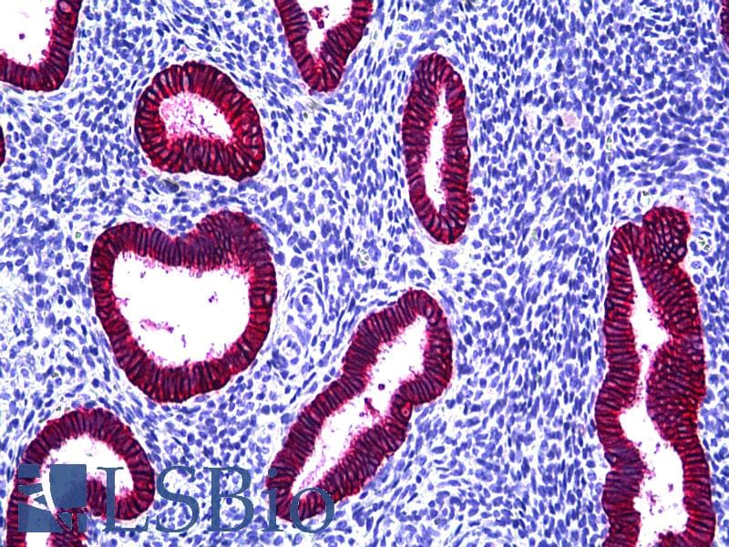 IHC-plus™ Monoclonal Mouse anti-Human EPCAM Antibody (clone VU-1D9, Concentrated, IHC, WB)