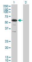 RXRG Antibody (clone 6H1)