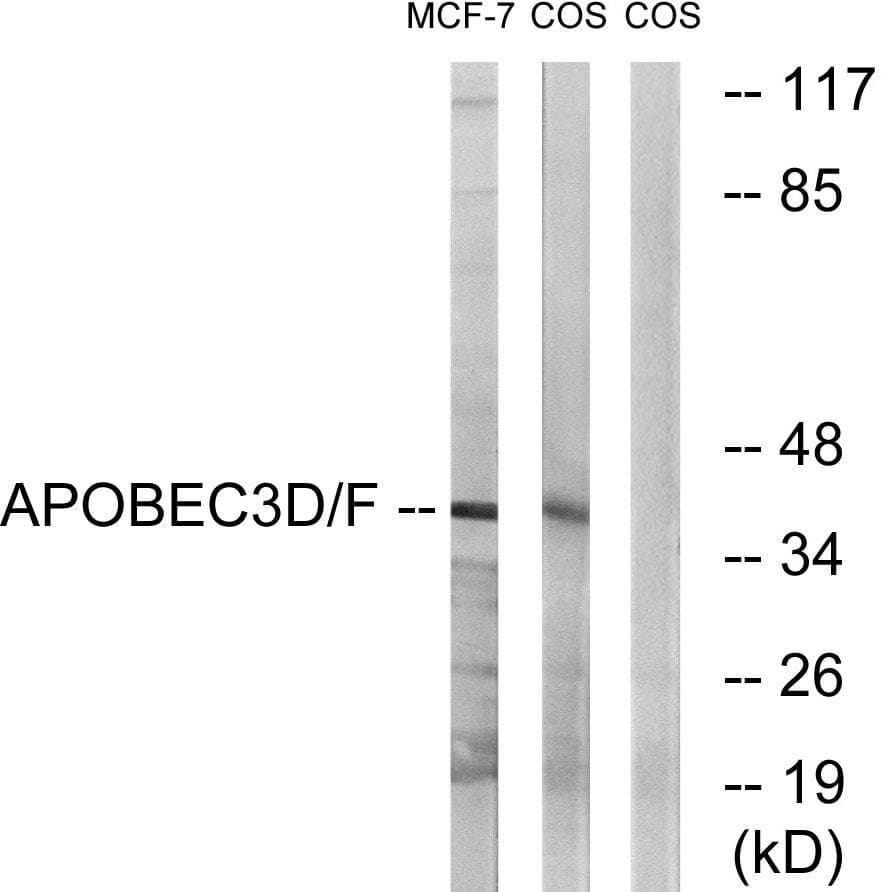 APOBEC3D + APOBEC3F Antibody