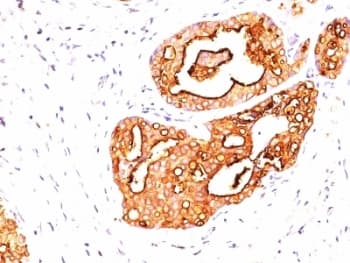 EMA / MUC1 Antibody (clone 139H2)