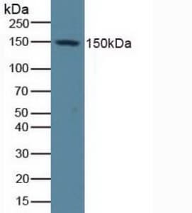 NES / Nestin Antibody (aa197-462, APC)