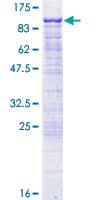 Human GAS2L3 Protein (Recombinant GST)