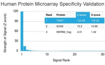 TRAF1 Antibody (clone TRAF1/2770)