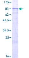 Human KLHL36 Protein (Recombinant GST)