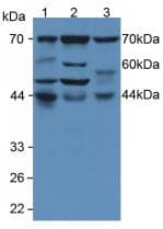 EIF2AK2 / PKR Antibody (aa224-502, APC)