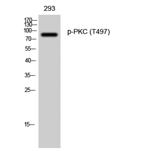 PKC / Protein Kinase C Antibody (phospho-T497)