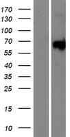 MAP3K19 / YSK4 Protein (Over-Expression Lysate Myc-DDK (Flag))