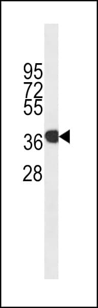 Monoclonal Mouse anti-Human ANXA1 / Annexin A1 Antibody (clone 794CT2.2.1, WB)