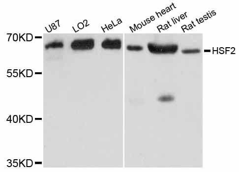 HSF2 Antibody