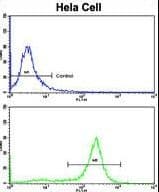 Polyclonal Rabbit anti-Human PPP2R2B Antibody (aa104-130, IHC, IF, WB)