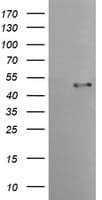 TMPRSS5 Antibody (clone OTI4G4)