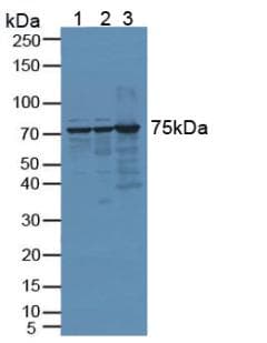 DNAJC2 / ZRF1 Antibody (aa368-621)