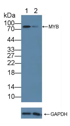 MYB / c-Myb Antibody (aa305-558)
