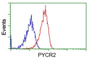 P5CR2 / PYCR2 Antibody (clone OTI2A5, Carrier-free)
