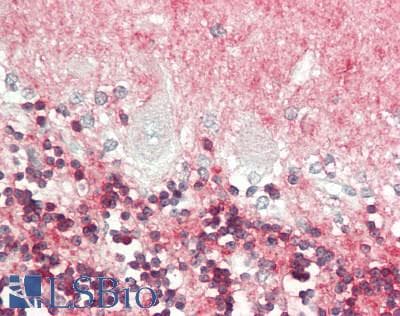 IHC-plus™ Monoclonal Mouse anti-Human TUBB4 / Tubulin Beta 4 Antibody (clone 6C2, IHC, IF, WB)