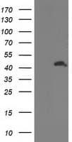 ATG3 Antibody (clone OTI2B9)