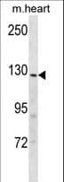 INSRR Antibody (aa1228-1255)