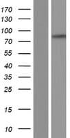 PPAN Protein (Over-Expression Lysate Myc-DDK (Flag))