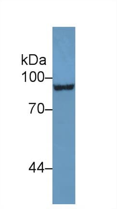 CD105 Antibody (aa336-450)