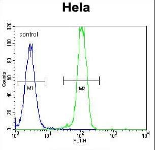 Polyclonal Rabbit anti-Human B2M / Beta 2 Microglobulin Antibody (aa86-118, IHC, WB)