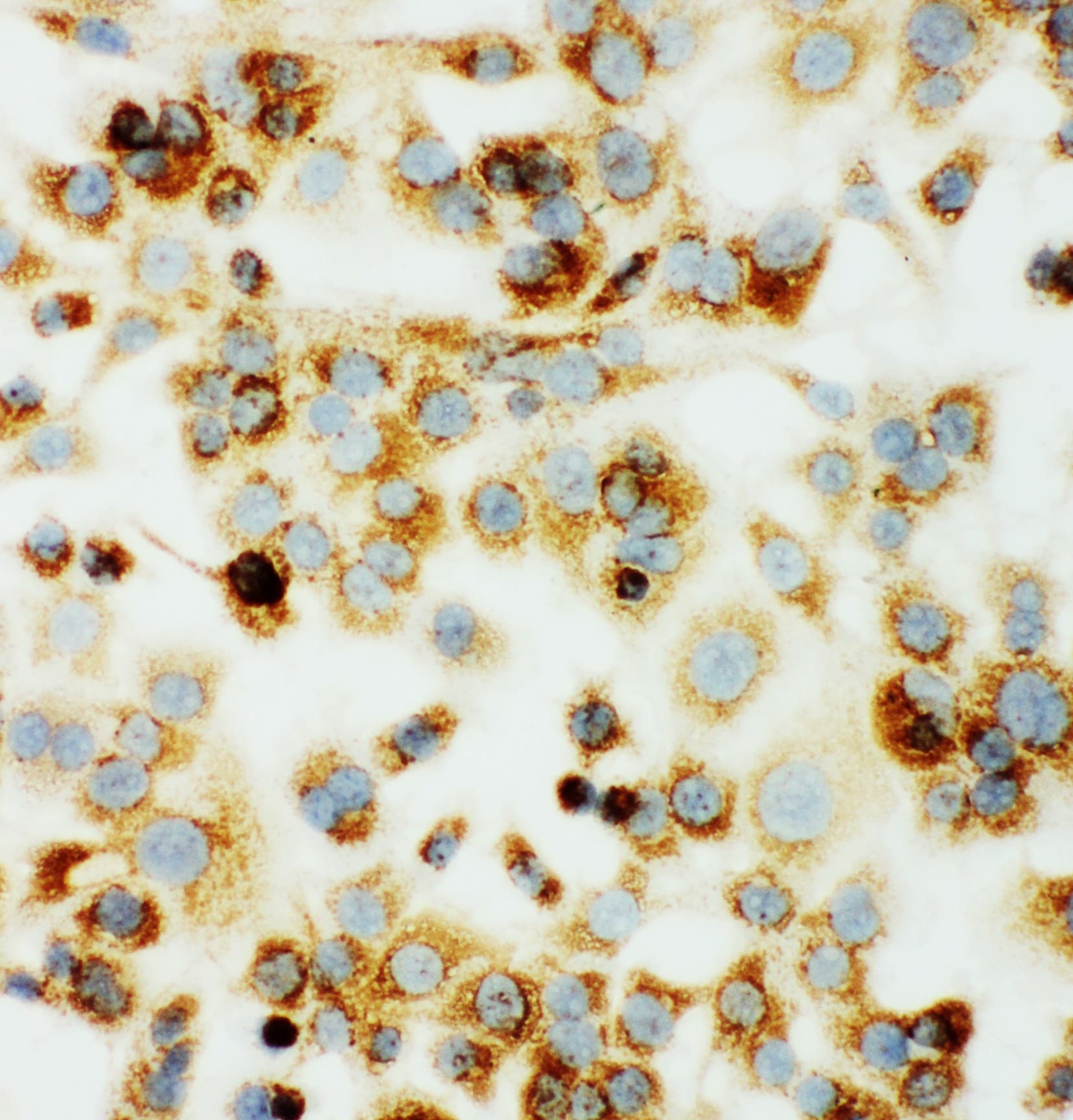 MT-CO1 / COX1 Antibody (aa501-514)
