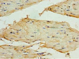 TRF1 / TERF1 Antibody (aa260-439)