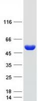 Human ADSSL1 Protein (Recombinant Myc-DDK (Flag))