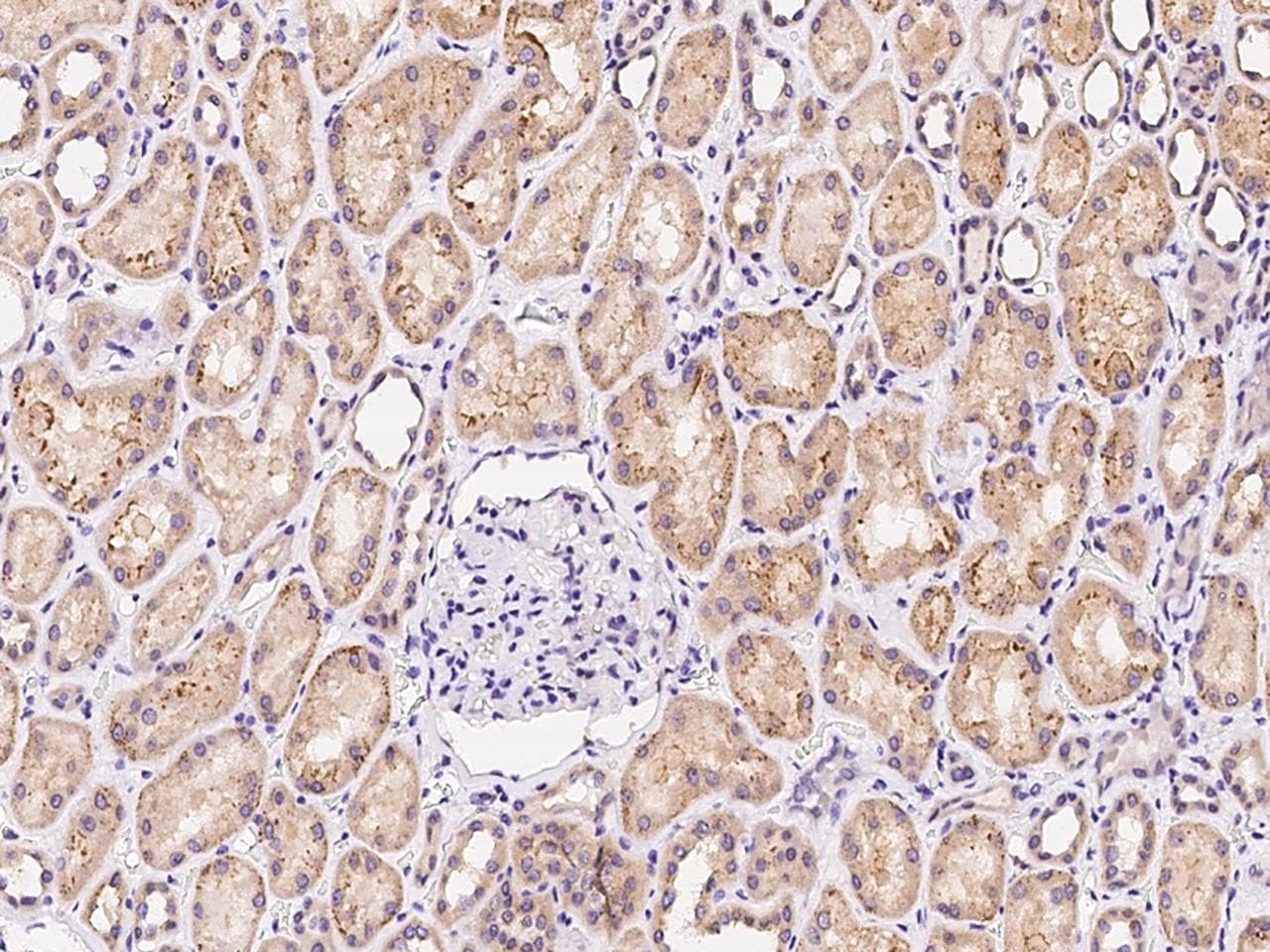 Polyclonal Rabbit anti-Human EXOC5 Antibody (Preservative Free, IHC)