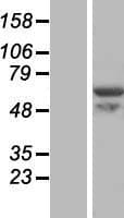 Human VWA9 / C15orf44 Protein (Over-Expression Lysate Myc-DDK (Flag))